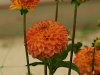DSC05051_1