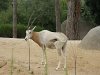 DSC05243_1
