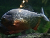 DSC05554_1