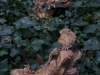 DSC06182