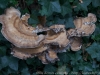 DSC06186