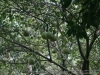 DSC07216