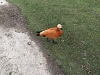 IMG_2218_DxO_1
