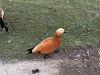 IMG_2219_DxO1