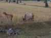 DSC08264_DxO