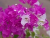 DSC08394_DxO