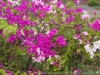 DSC08397_DxO