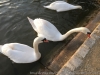 IMG_2383_DxO