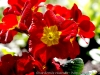 DSC09665_1.jpg