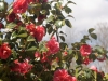 DSC09685_DxO.jpg