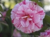 DSC09687_1.jpg