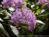 DSC09791_DxO