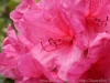 DSC09811_DxO