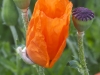 if