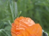 if