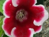 IMG_3311_DxO