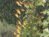 DSC09918