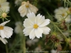 DSC09945_DxO