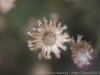 DSC09978