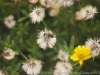 DSC00004