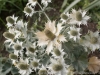 DSC00036_DxO