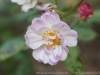 DSC00056_DxO