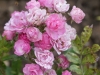 DSC00059_DxO