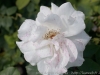 DSC00067_DxO