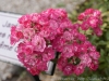 DSC00077_DxO