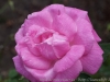 DSC00080_DxO