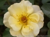 DSC00089_DxO