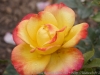 DSC00091_DxO