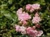 DSC00133_DxO