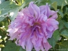 DSC00280_DxO
