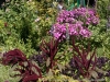 DSC00334_DxO