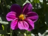 DSC00337