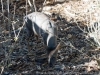 DSC00439_DxO