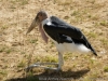 DSC00474_DxO