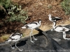 DSC00511_DxO