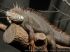 DSC00591_DxO