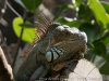 DSC00593_DxO
