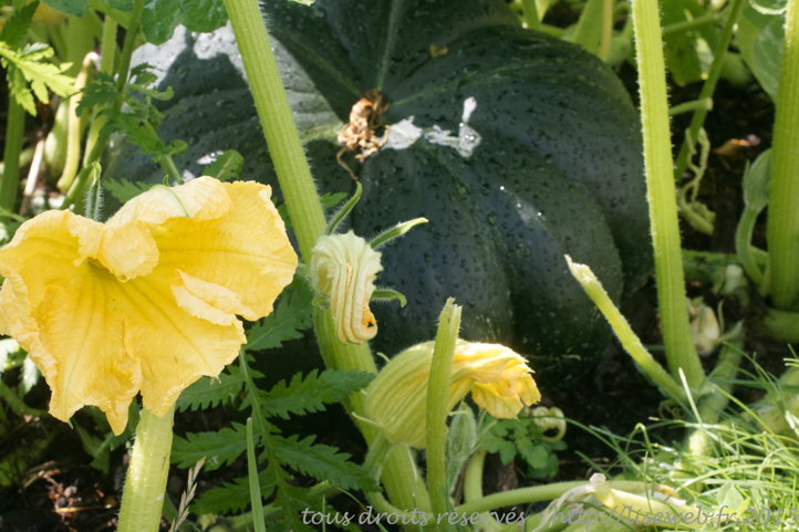 DSC00669_DxO