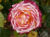 DSC00681_DxO