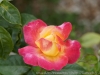 DSC00683_DxO