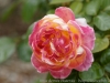 DSC00684_DxO