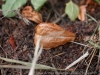 DSC00731_DxO