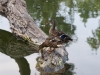 DSC00923_DxO