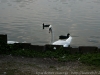 DSC00947_DxO_1