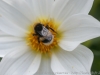 DSC00987_DxO