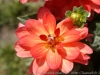 DSC00993_DxO